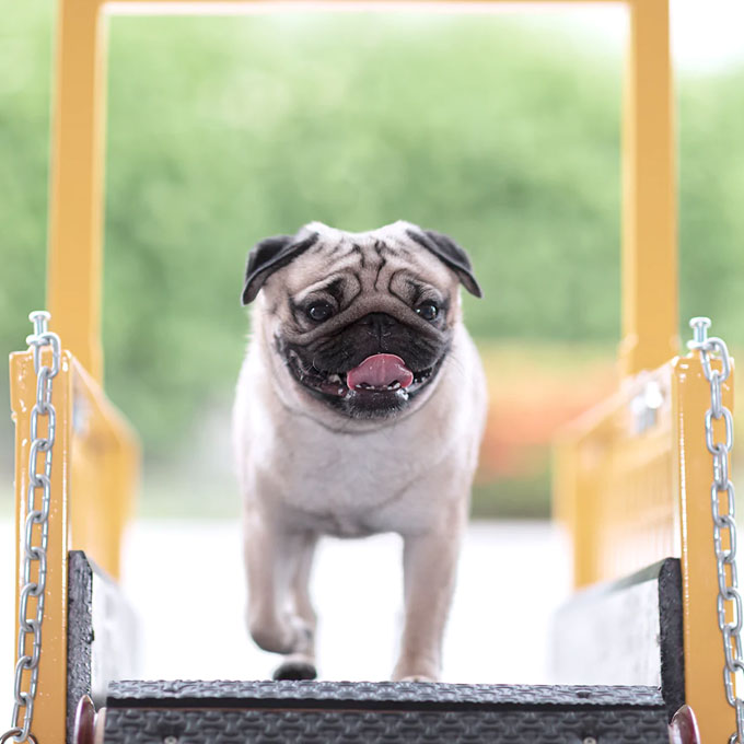 Dog Boarding Chennai Sniffers K9